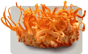 cordyceps