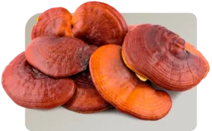 Reishi